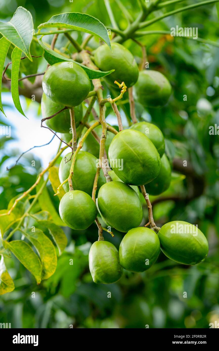 thumbnail image 2 of 3 Fresh Unrooted Cuttings - Hog Plum Ciruela, Spanish Plum, Spondias Purpurea 2 of 4