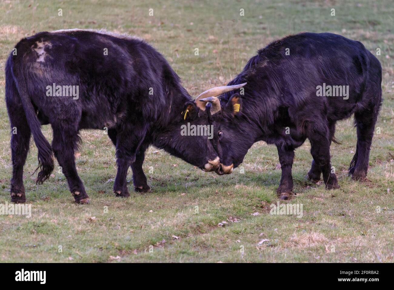 Olfen, NRW, Germany. 07th Mar, 2021. Two young Heck bulls, with raging hormones, lock their impressive horns. The ancient looking, semi-wild Heck cattle, a hardy breed that were originally the result of an attempt by the Heck brothers to breed back the extinct aurochs in the 1920s and 30s, roam in meadowland in a nature reserve called Steveraue near the small town of Olfen. Credit: Imageplotter/Alamy Live News Stock Photo