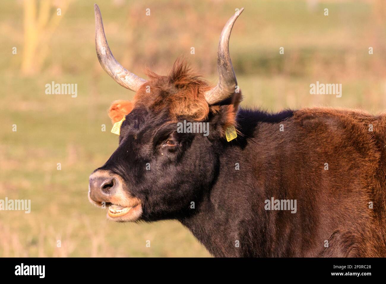 Olfen, NRW, Germany. 07th Mar, 2021. A Heck cow, complete with bright yellow ear tags, appears to grin whilst it happily munches in the afternoon sunshine. The ancient-looking, semi-wild Heck cattle, a hardy breed that were originally the result of an attempt by the Heck brothers to breed back the extinct aurochs in the 1920s and 30s, roam in meadowland at a nature reserve called Steveraue near the small town of Olfen. Credit: Imageplotter/Alamy Live News Stock Photo