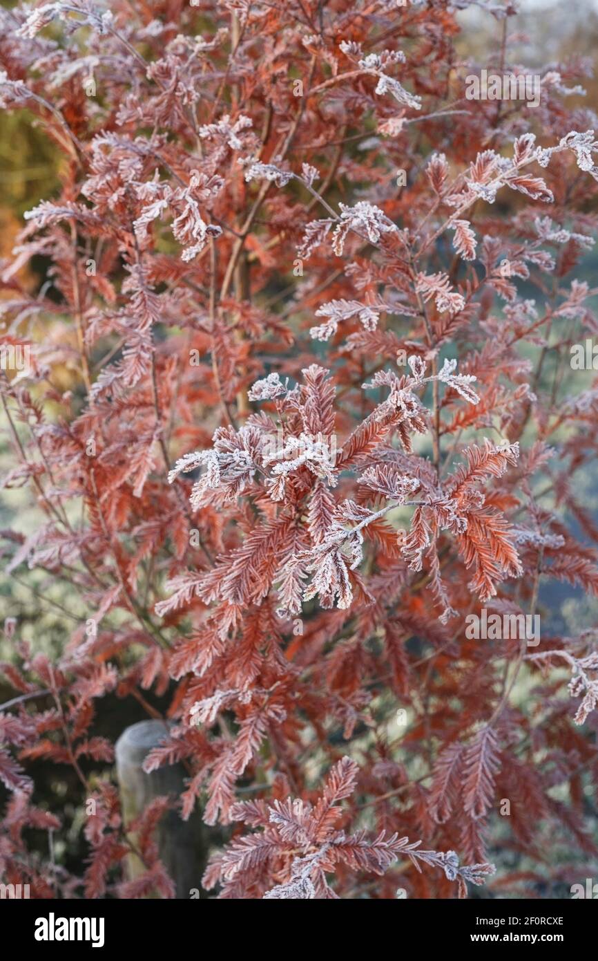 Taxodium distichum. Bald cypress tree in Autumn. Stock Photo