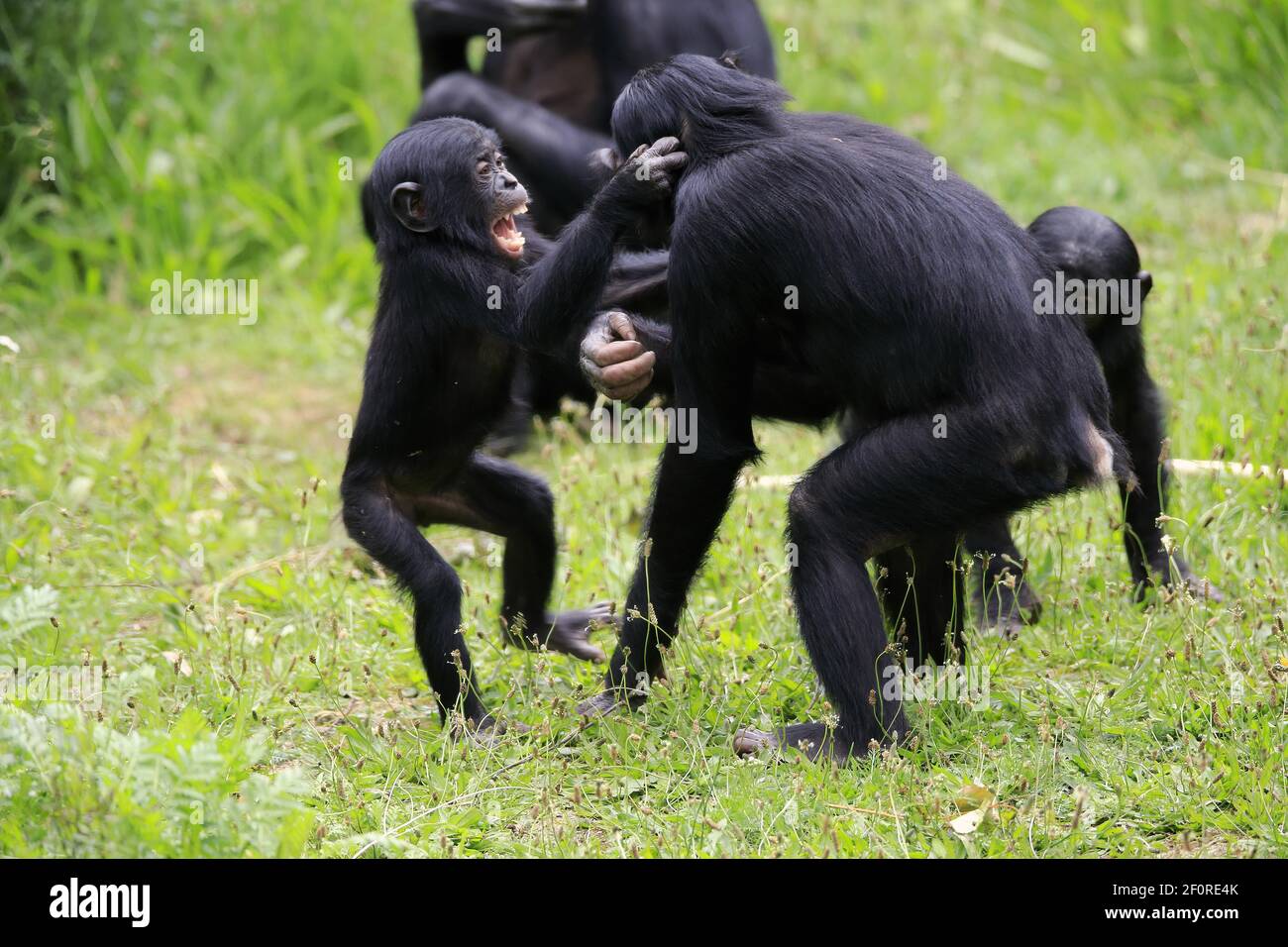 Bonobo, pygmy chimpanzee (Pan Paniscus), juvenile, subadult, fighting, scramble, semi-adult juvenile, group, social behavior, endangered species Stock Photo