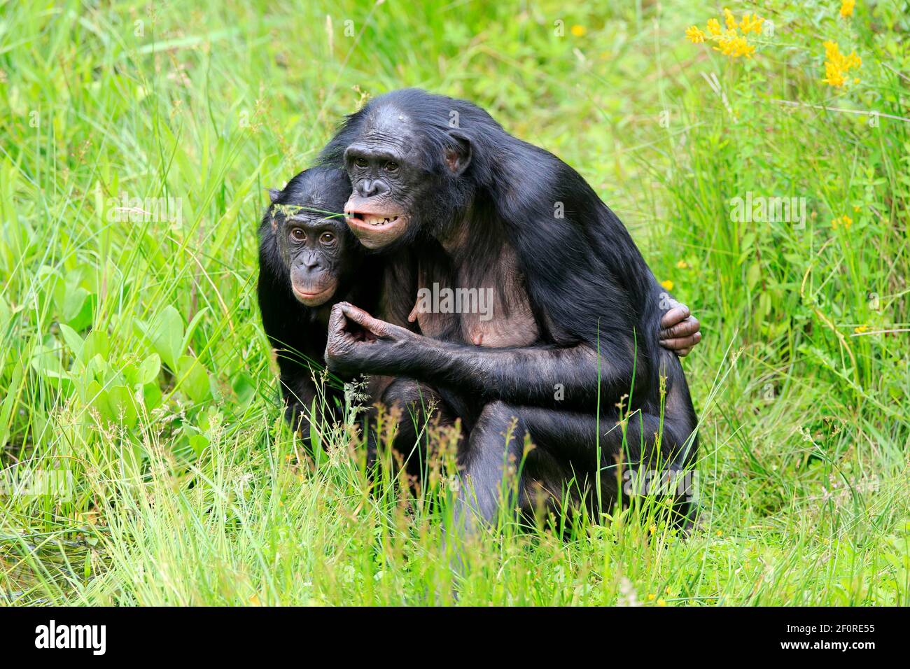 Bonobo, Pygmy Chimpanzee (Paniscus), Adult, Female, Mother, Young ...