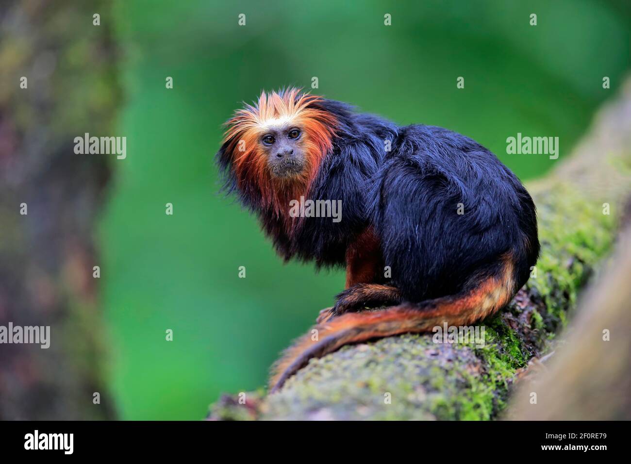 Golden-headed lion tamarin (Leontopithecus chrysomelas), adult, on tree ...
