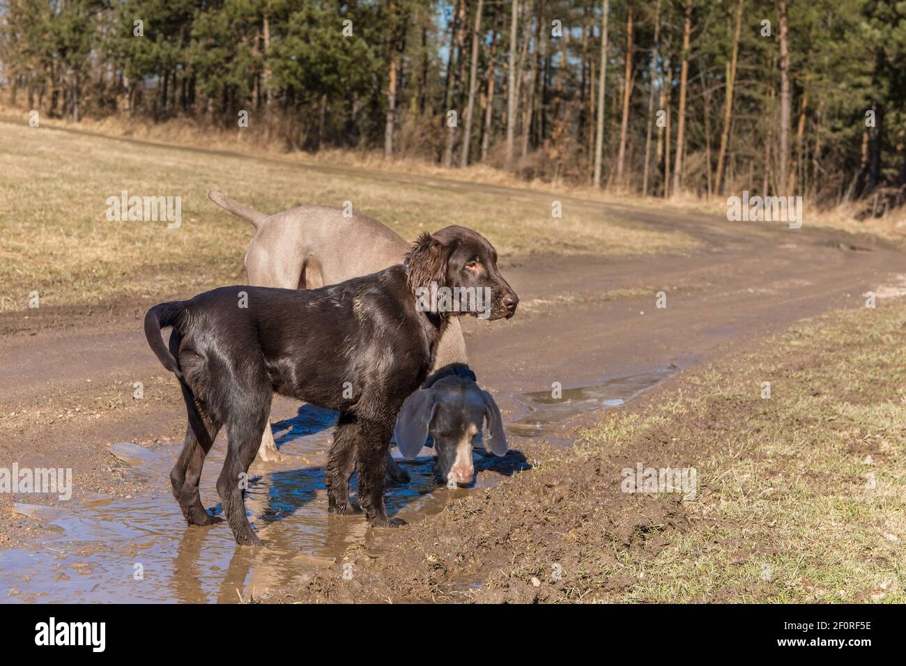 Brown flat coated retriever puppy and Weimaraner playing in the mud on a dirt road. Dirty dog. Stock Photo