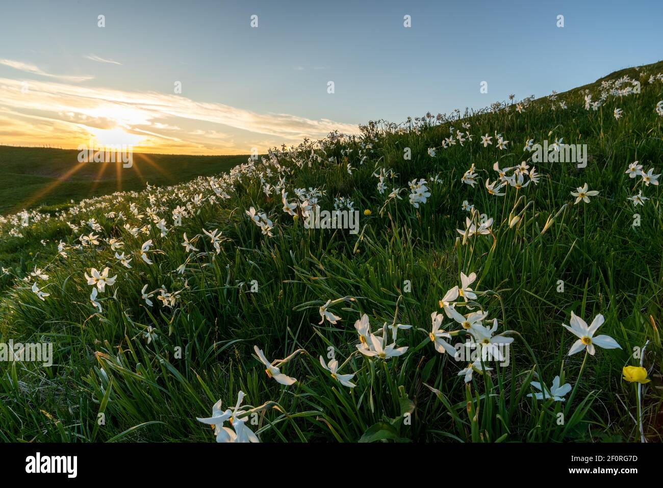 Meadow with white daffodils (Narcissus radiiflorus) at sunset, Canton Fribourg, Switzerland Stock Photo
