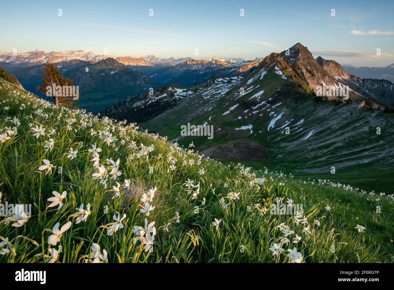 Meadow with white daffodils (Narcissus radiiflorus) on a hillside, background mountains, Canton Fribourg, Switzerland Stock Photo