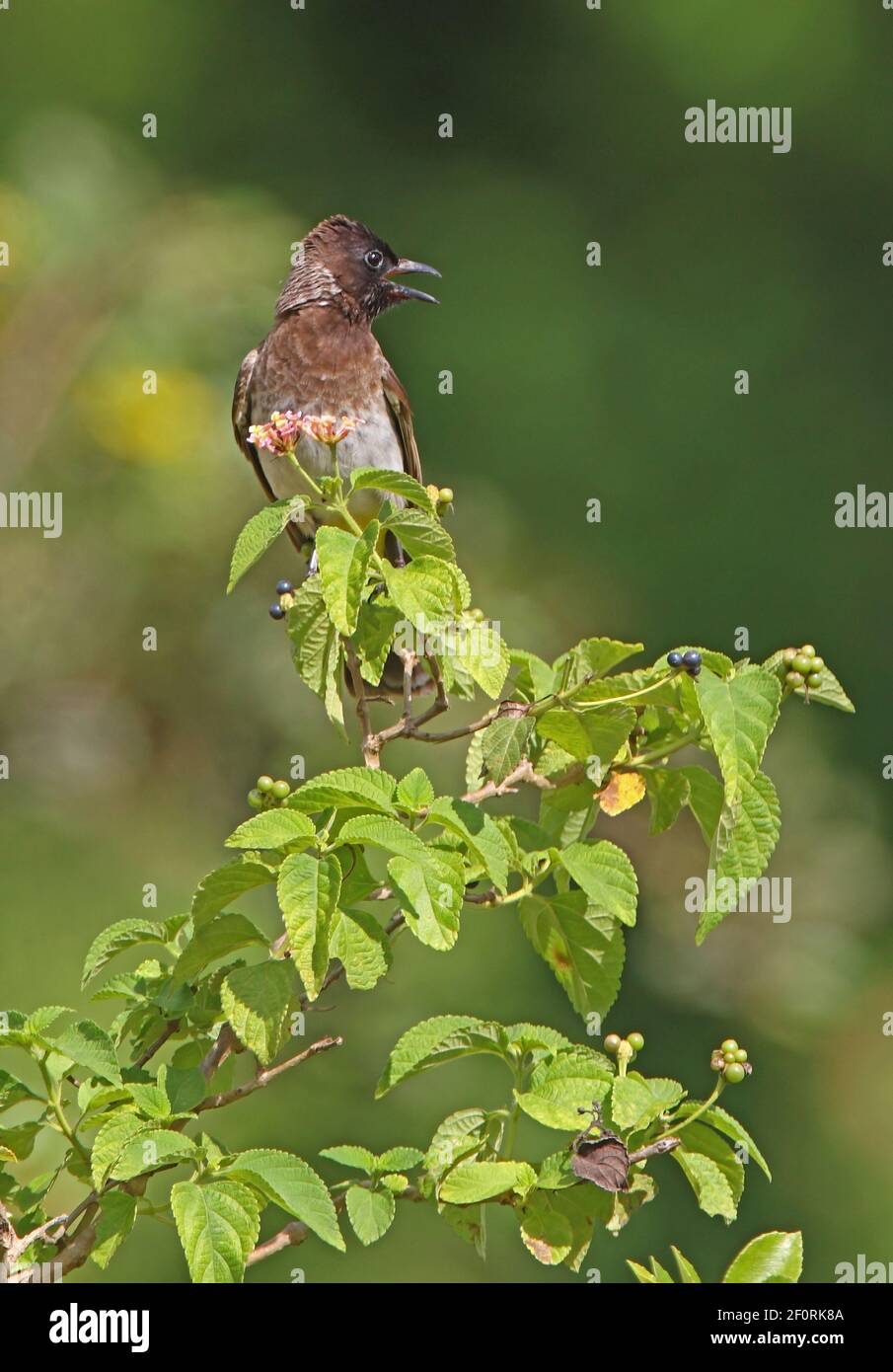 Common Bulbul (Pycnonotus tricolor) adult perched calling on Lantana bush Kenya              November Stock Photo