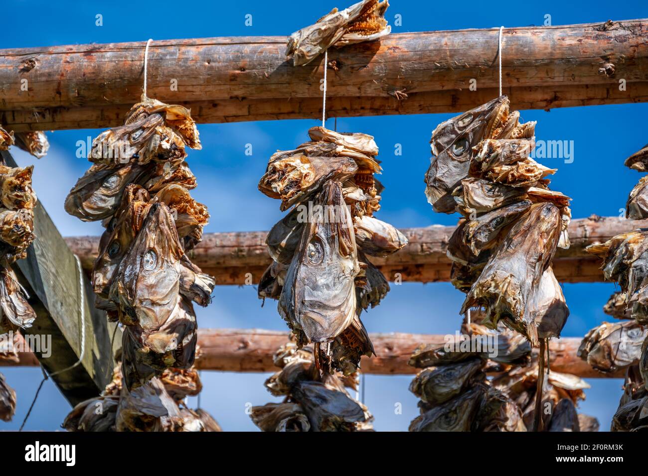 Cod heads drying on wooden rack, Lofoten, Norway Stock Photo Alamy