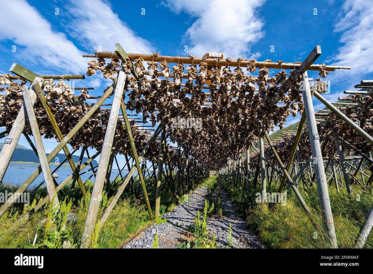 Cod heads drying on wooden rack, Lofoten, Norway Stock Photo - Alamy