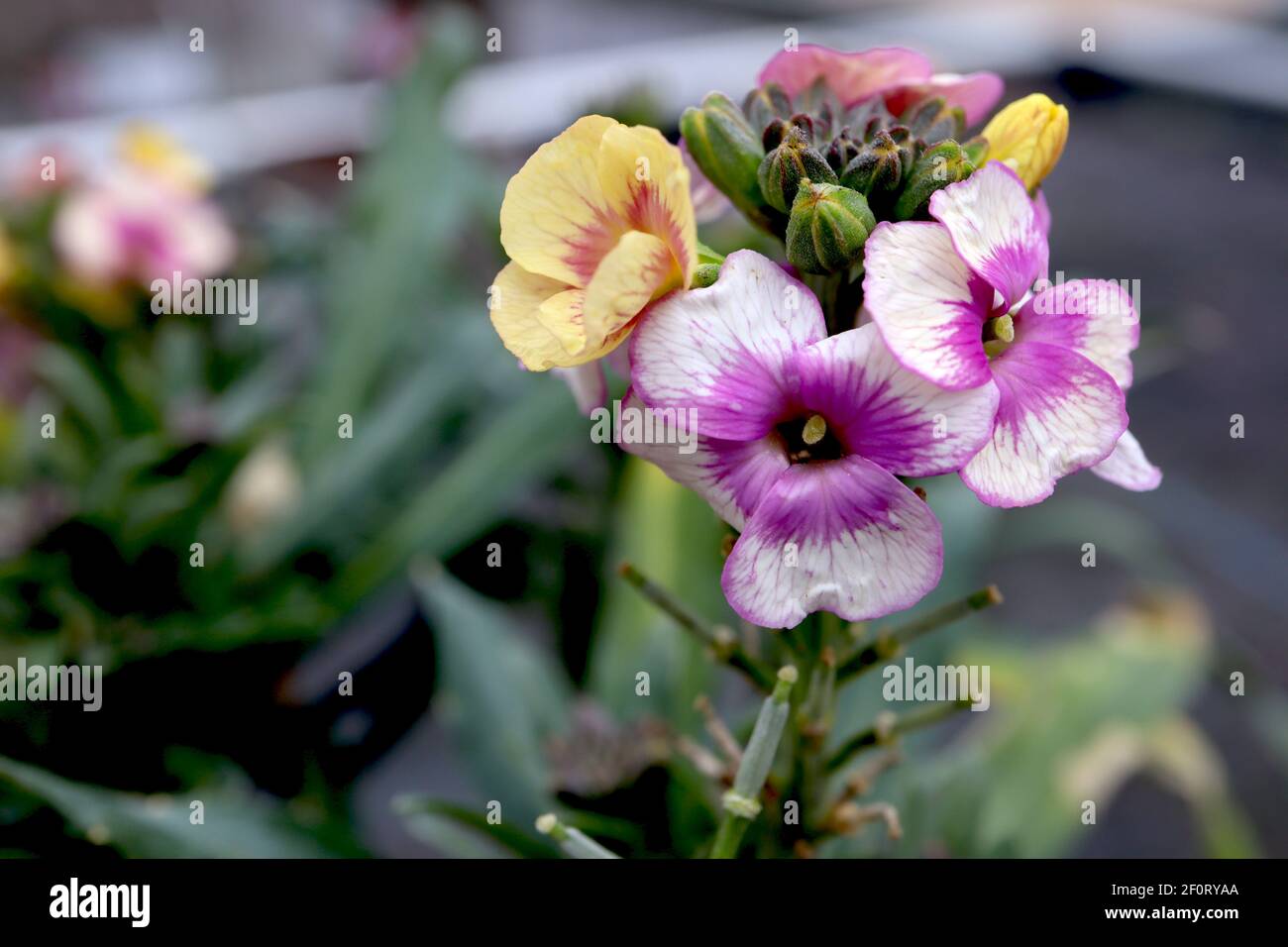 Erysimum cheiri ‘Winter Charme’ Wallflower Winter charme – yellow orange and white purple picotee flowers,  March, England, UK Stock Photo