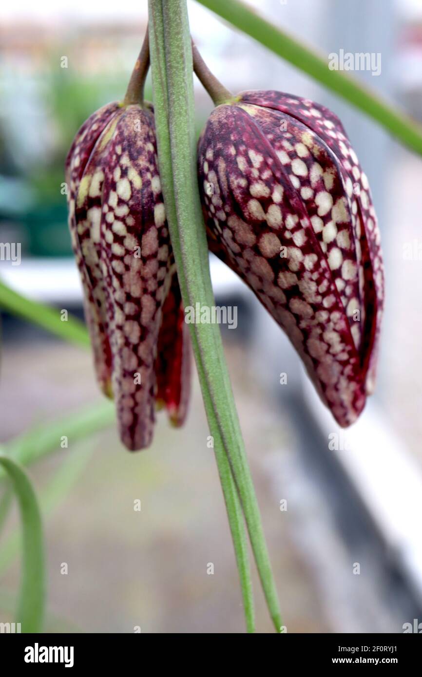 Fritillaria meleagris Snake’s head fritillary – chequered purple and white bell-shaped pendent flower,  March, England, UK Stock Photo