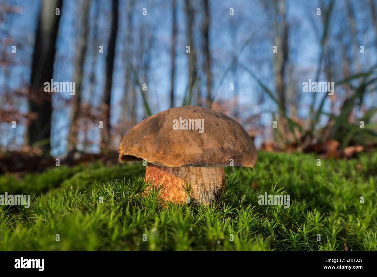 Dotted stem bolete (Boletus erythropus), edible, Mecklenburg-Western Pomerania, Germany Stock Photo