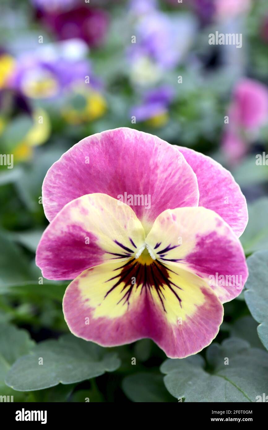 Viola Panola Rose Picotee Rose Picotee Pansy pink and yellow violas