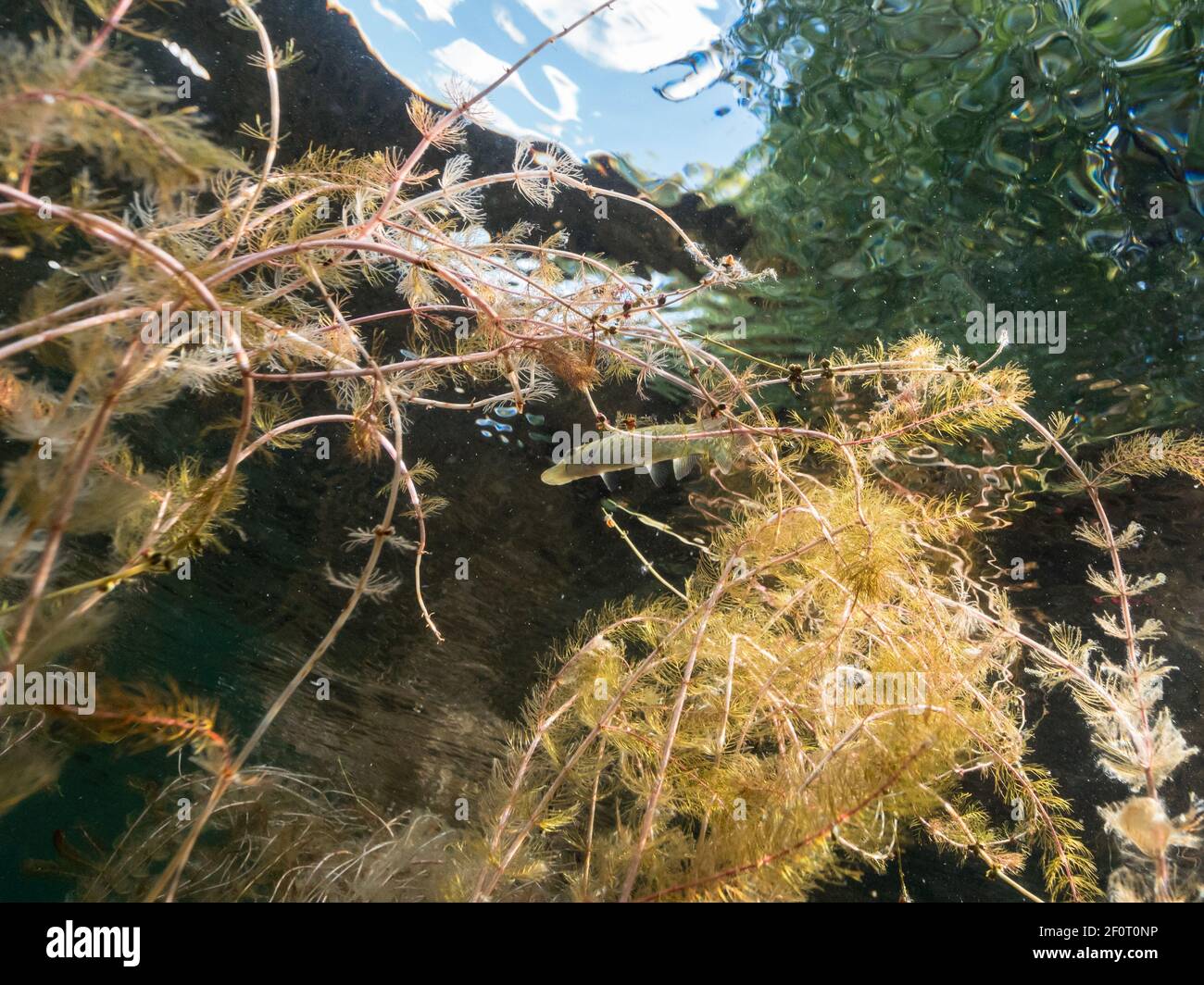 Small pike among water-milfoil plant leaves underwater in lake Stock Photo