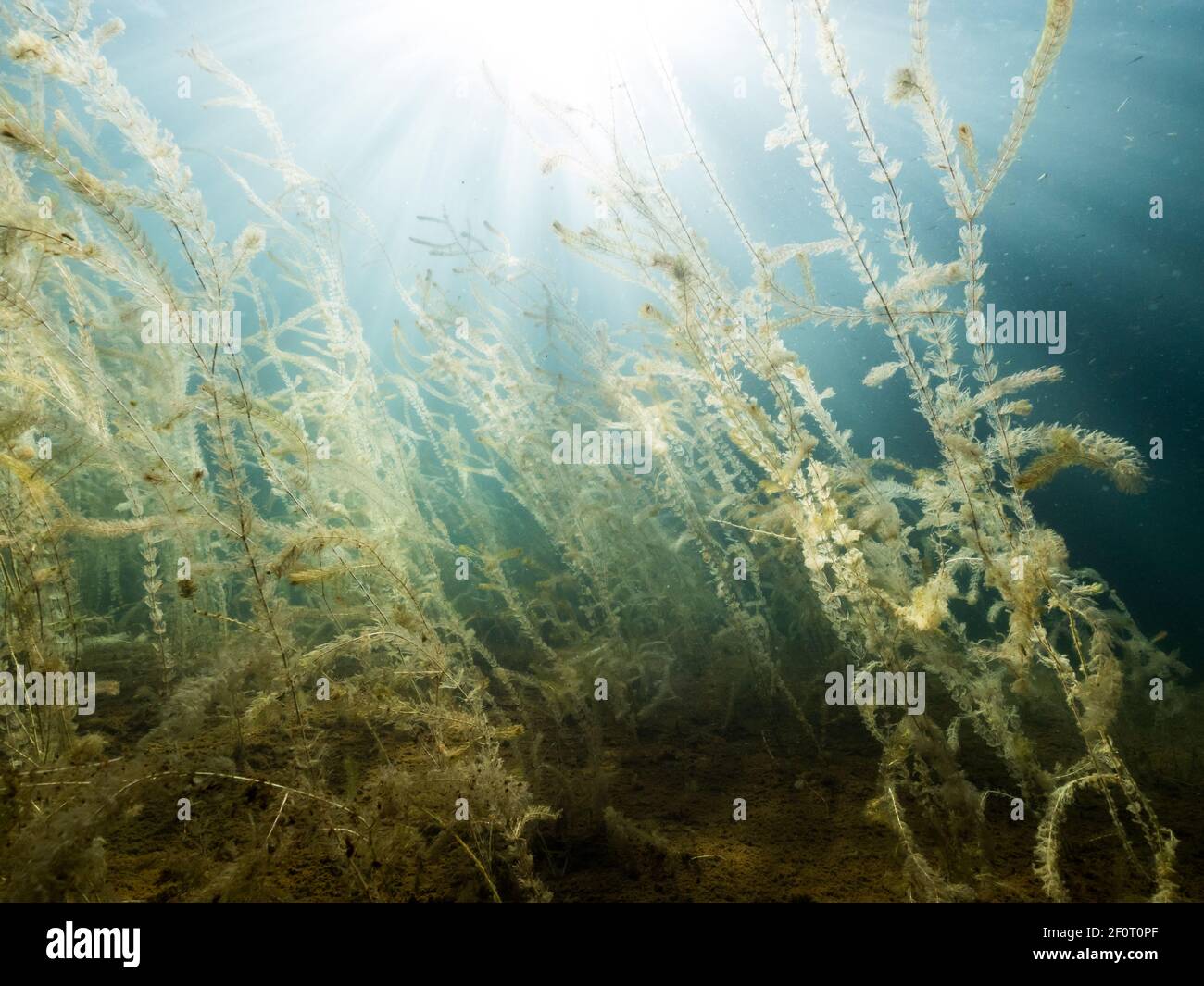 Stems of water-milfoil aquatic plant in late summer Stock Photo