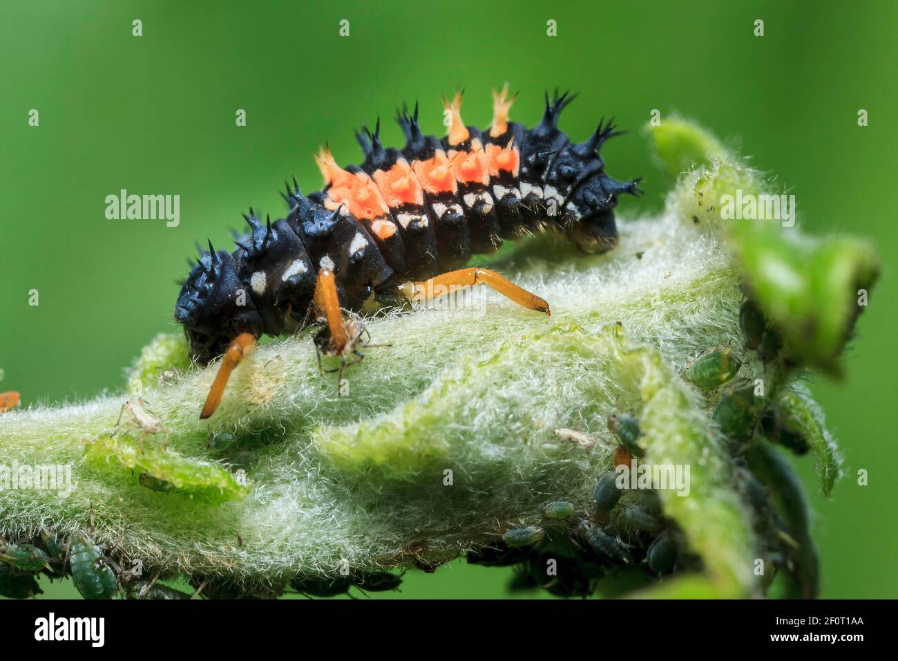 Harlequin Ladybird Harmonia Axyridis Introduced Species Larva 