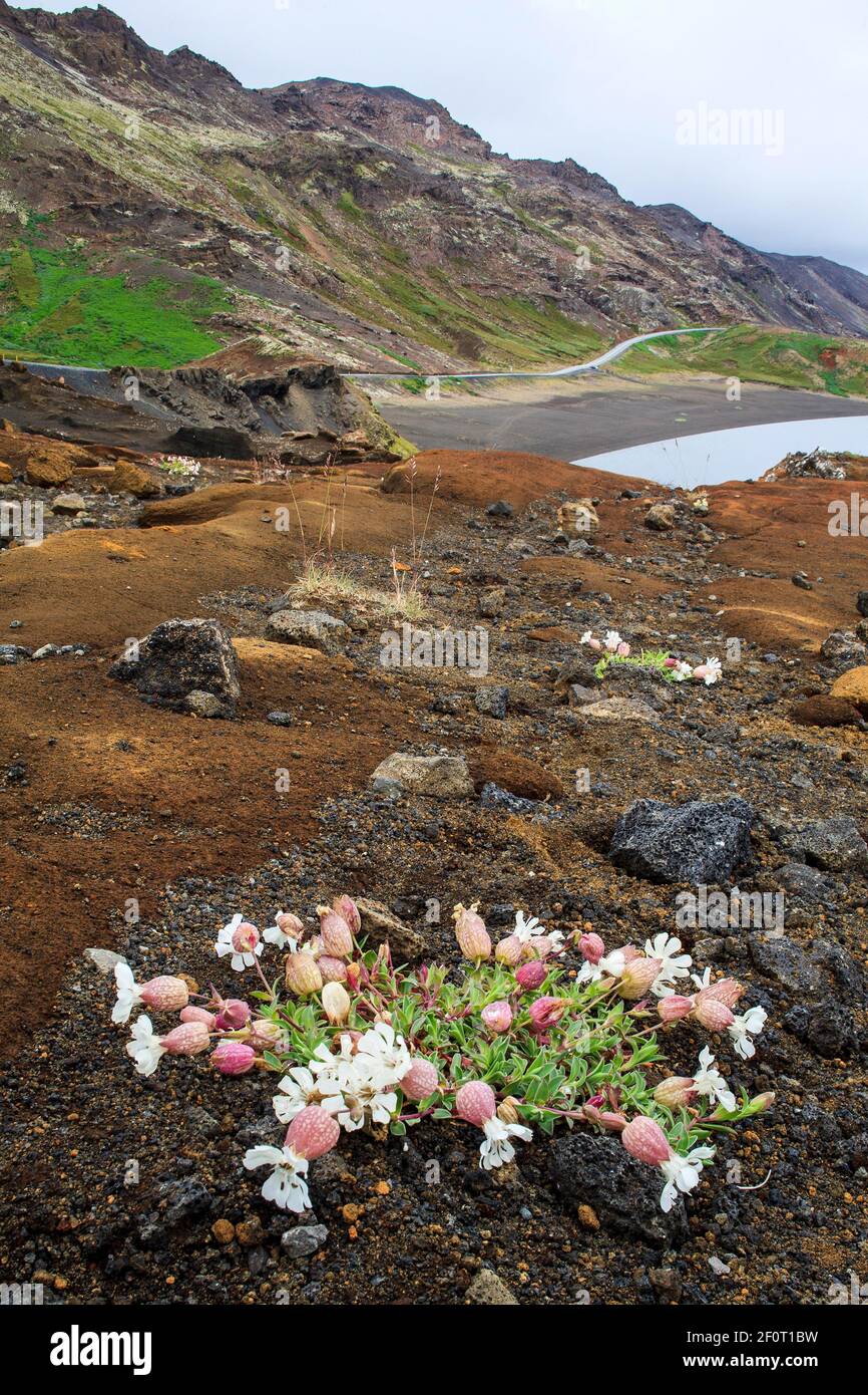 Bladder campion (Silene vulgaris), on volcanic soil, Iceland Stock Photo