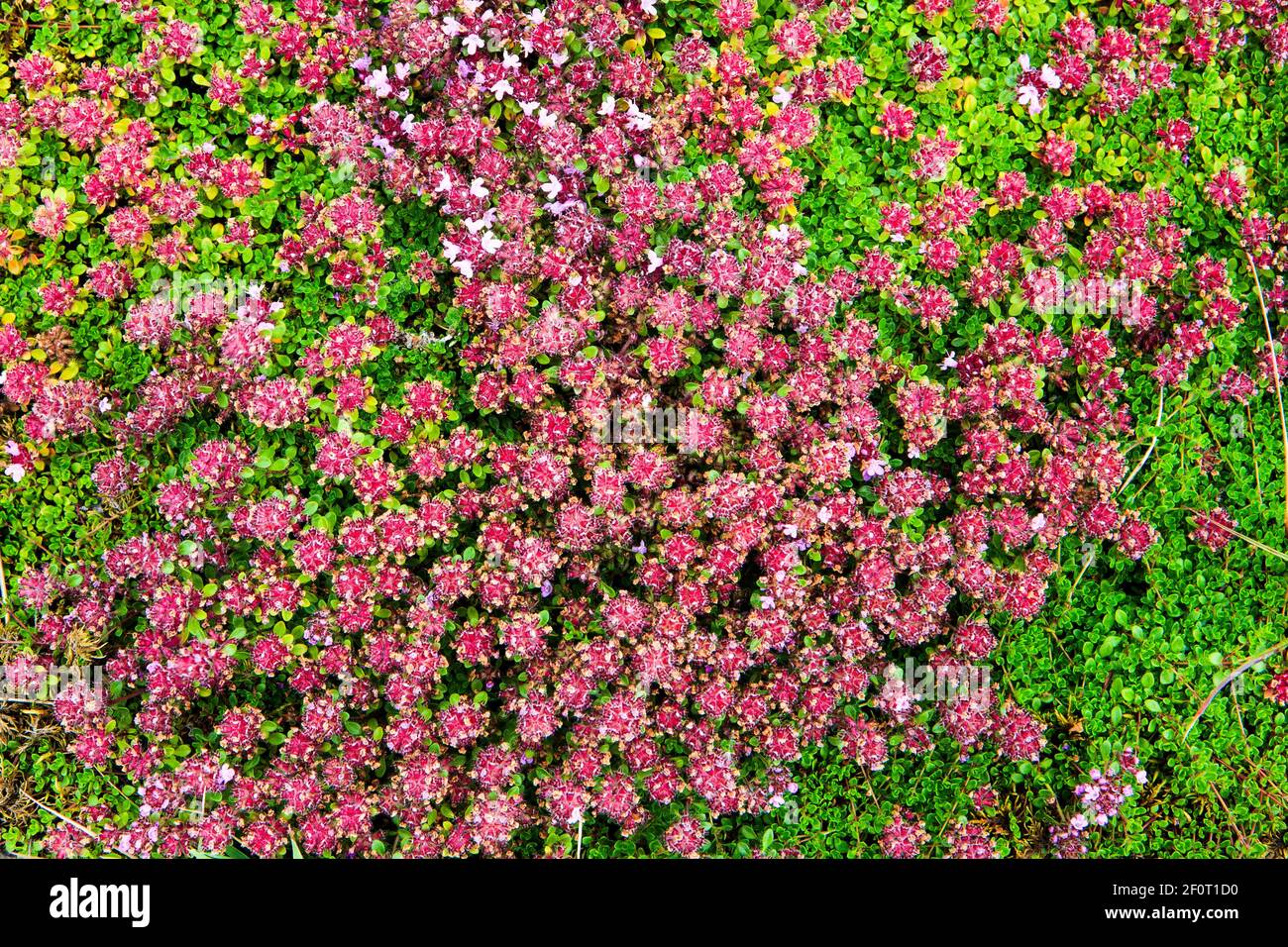 Arctic thyme (Thymus praecox ssp. arcticus), on volcanic ash in Iceland