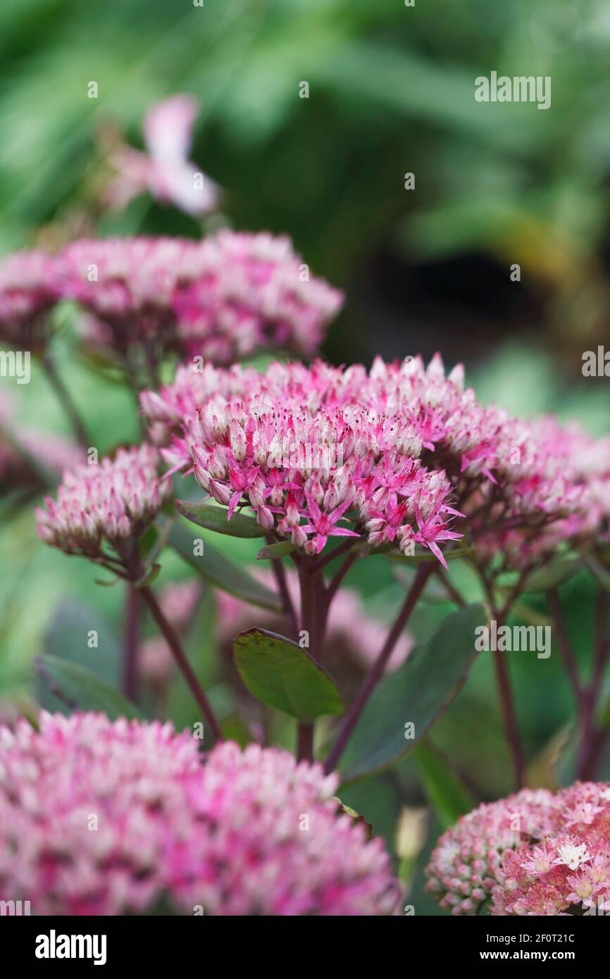 Hylotelephium 'Mr Goodbud' flowers. Sedum 'Mr Goodbud'. Stock Photo