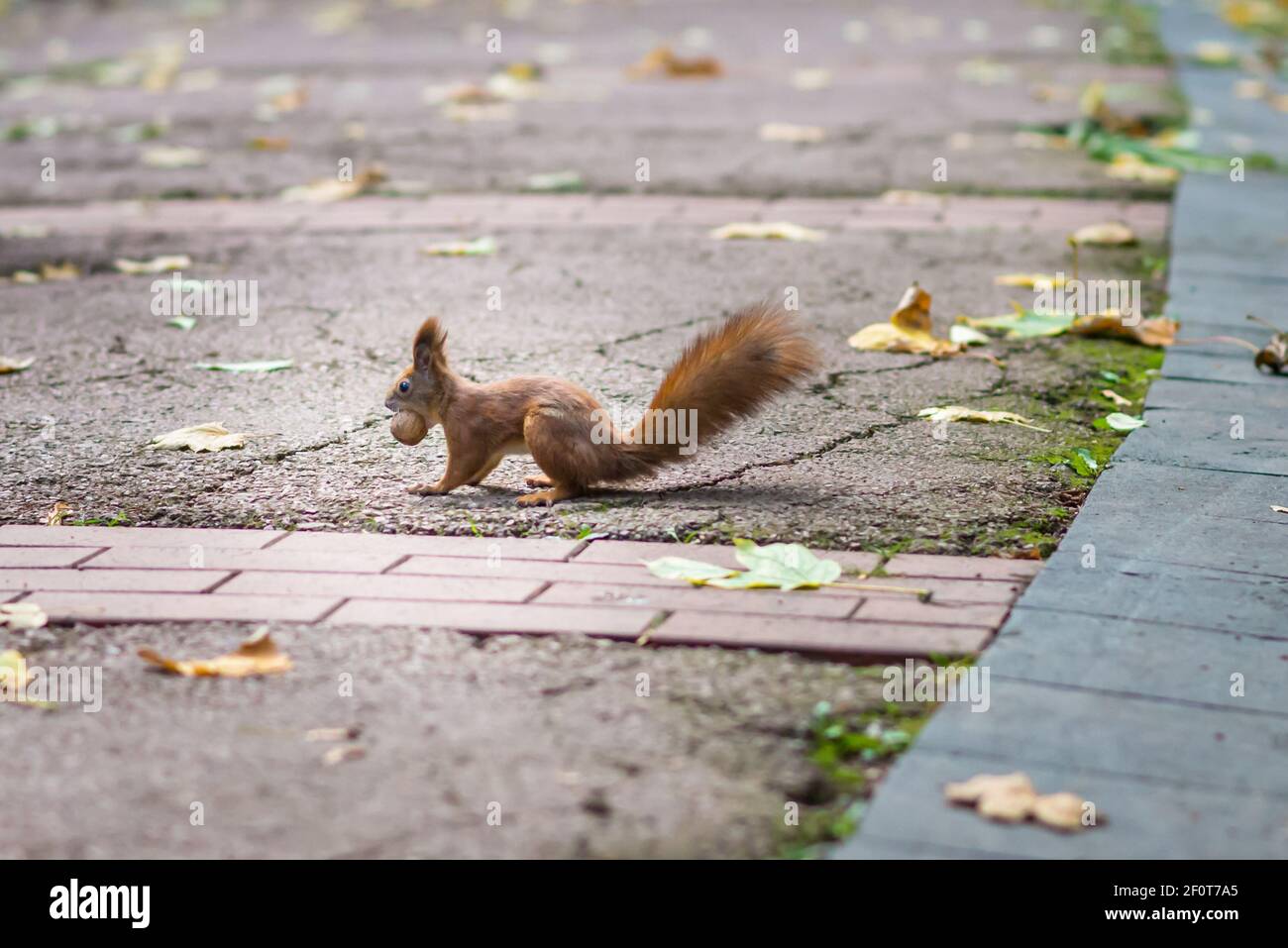 Red squirrel holding a nut Stock Photo