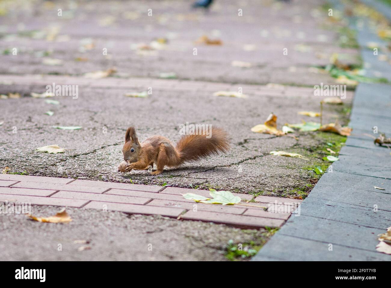 Red squirrel holding a nut Stock Photo