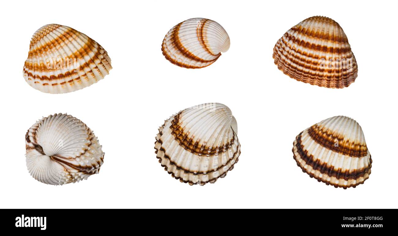 Set of brown striped common cockles isolated on a white background. Cerastoderma edule. Empty scalloped oval sea shells of marine bivalve mollusk. Stock Photo