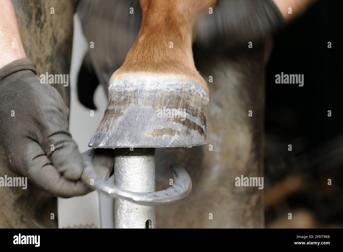Farrier at work, fitting horseshoes Stock Photo Alamy