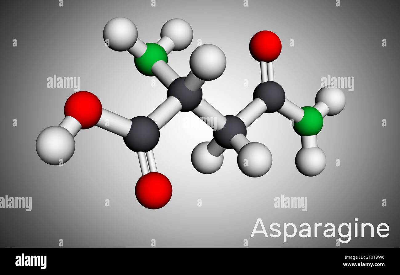 Asparagine, L-asparagine, Asn molecule. It is non-essential amino acid, used in the biosynthesis of proteins.  Molecular model. 3D rendering. 3D illus Stock Photo