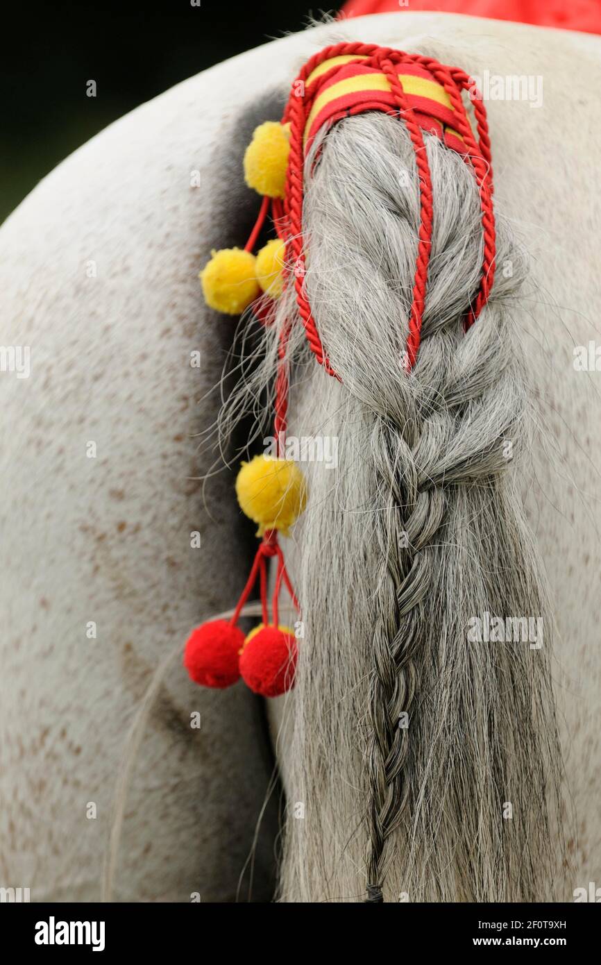 Arabian thoroughbred, braided and decorated horse tail, grey horse Stock Photo