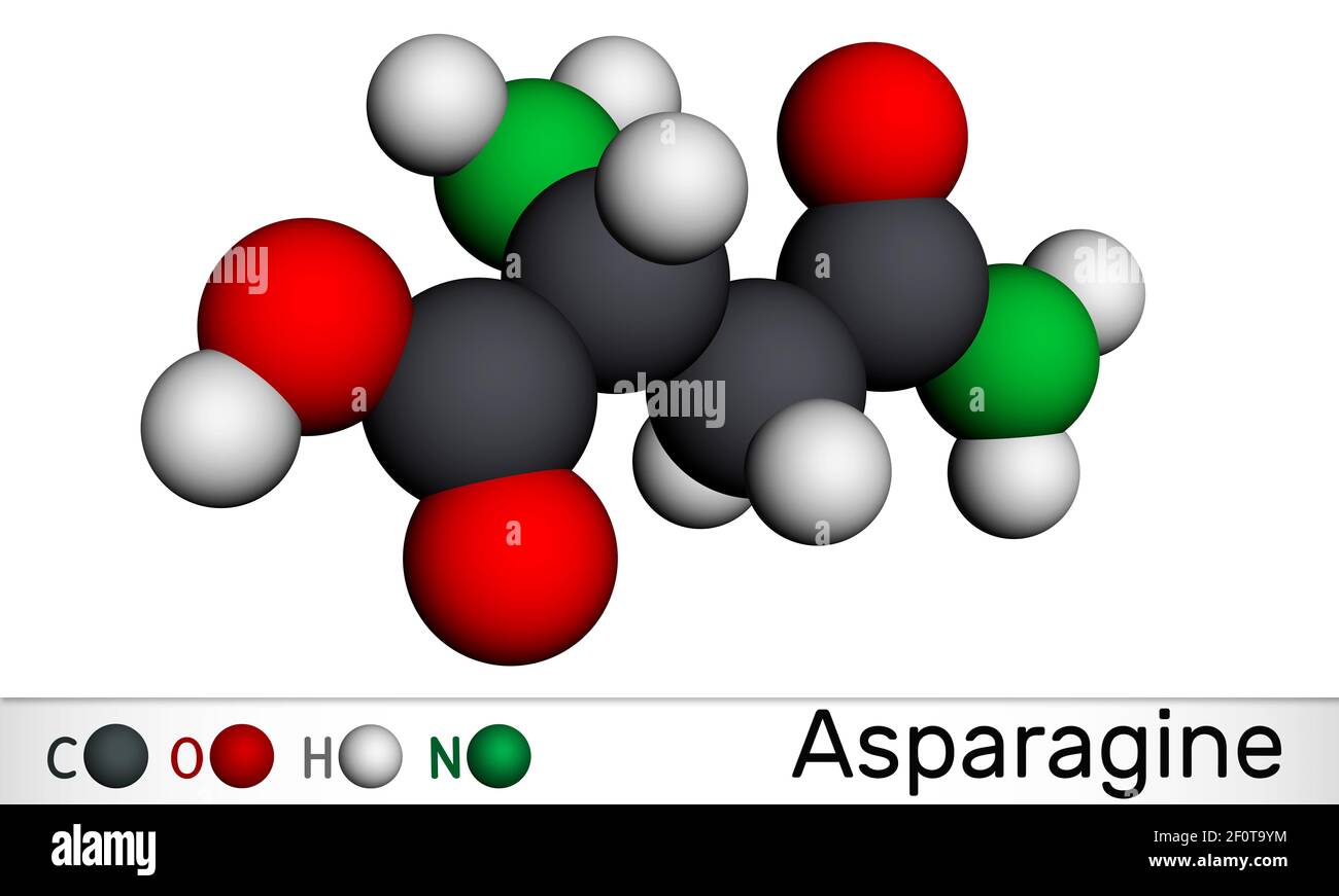 Asparagine, L-asparagine, Asn molecule. It is non-essential amino acid, used in the biosynthesis of proteins.  Molecular model. 3D rendering. 3D illus Stock Photo