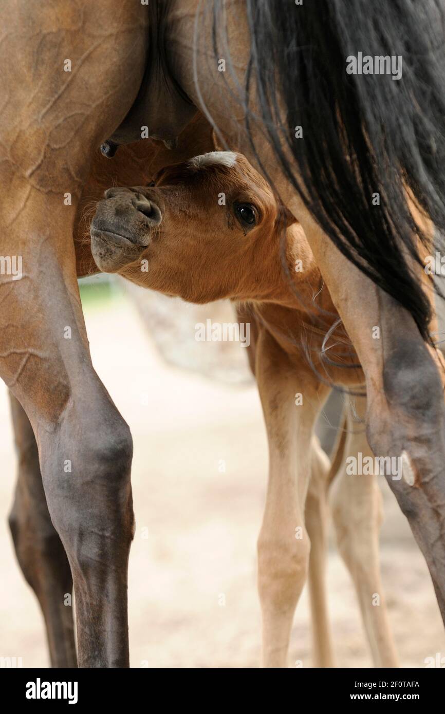 Mare udder hires stock photography and images Alamy