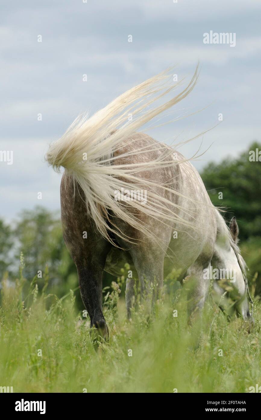 Arabian thoroughbred, grazing mare waves her tail Stock Photo