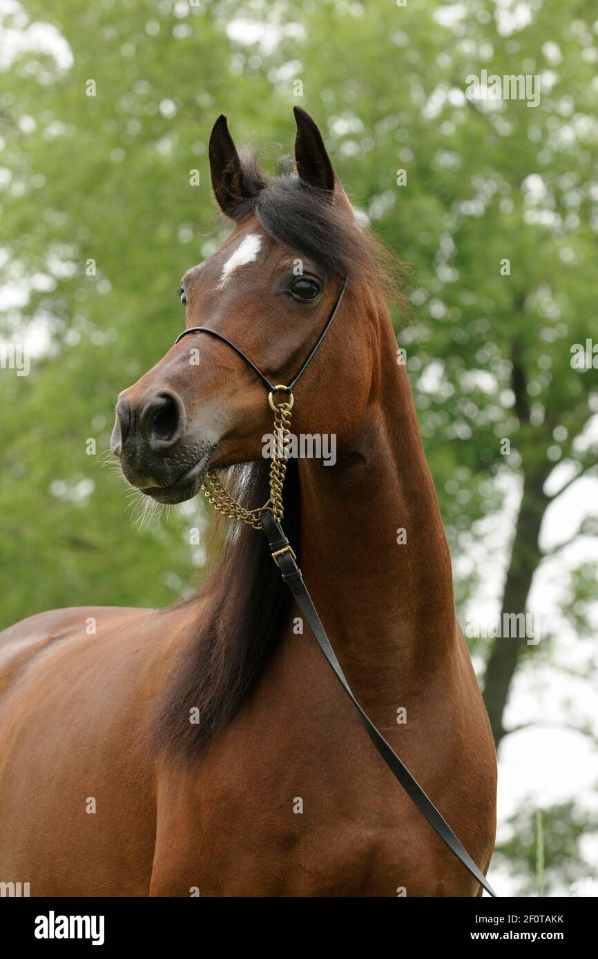 Arabian thoroughbred, bay mare with show halter Stock Photo