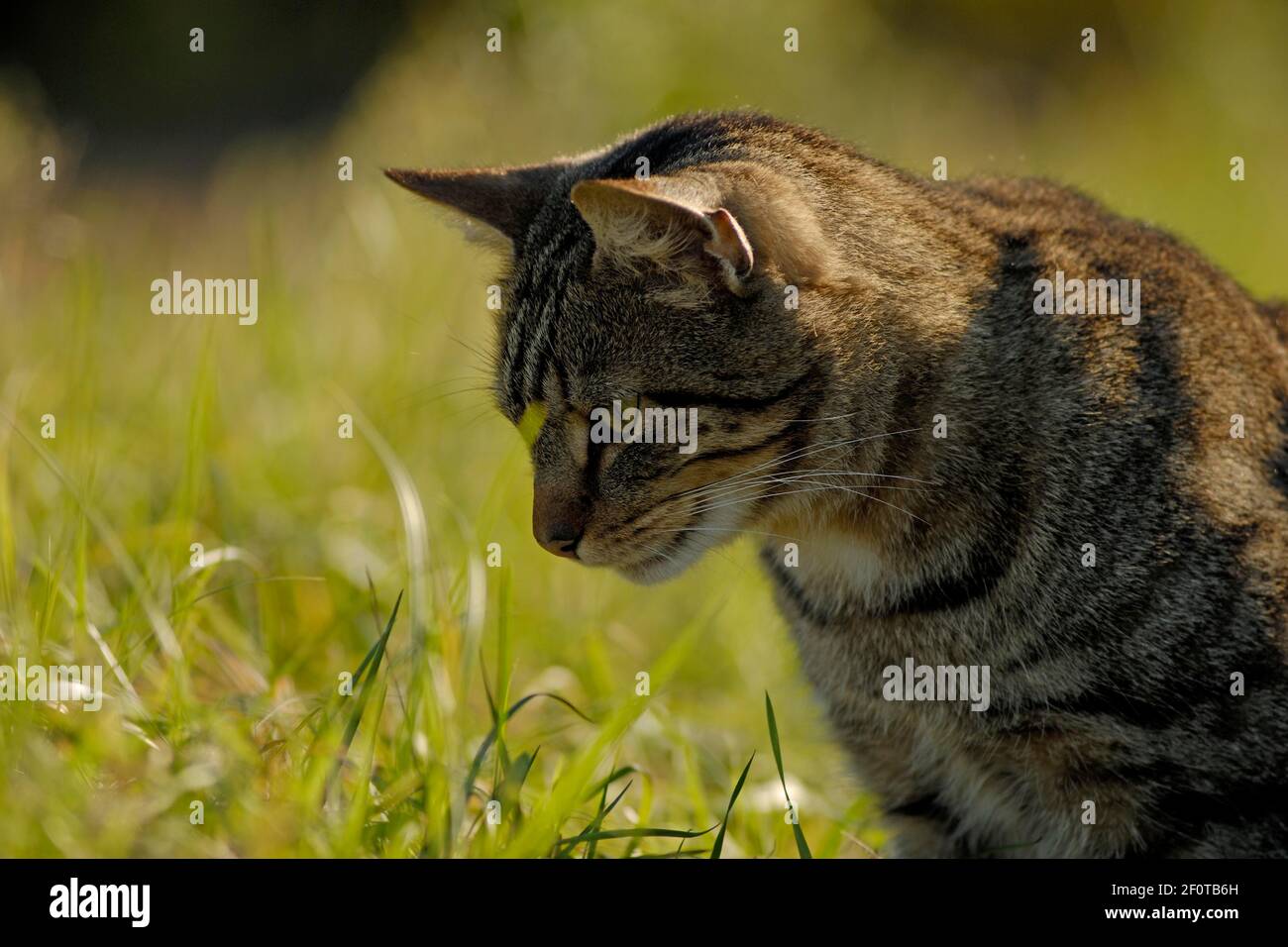 Tabby house cat in a meadow Stock Photo - Alamy