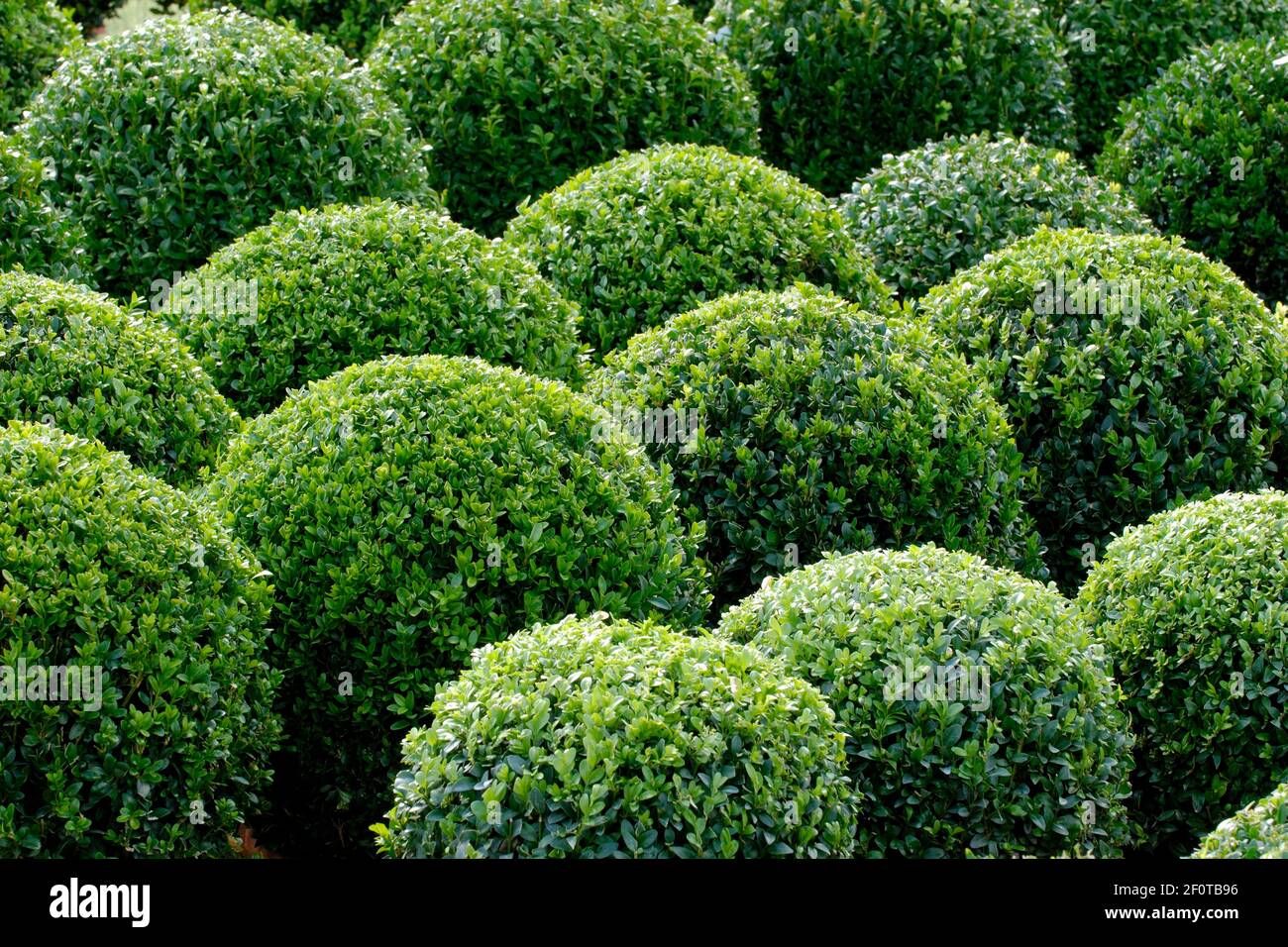 Common box (Buxus sempervirens), spherical Stock Photo Alamy