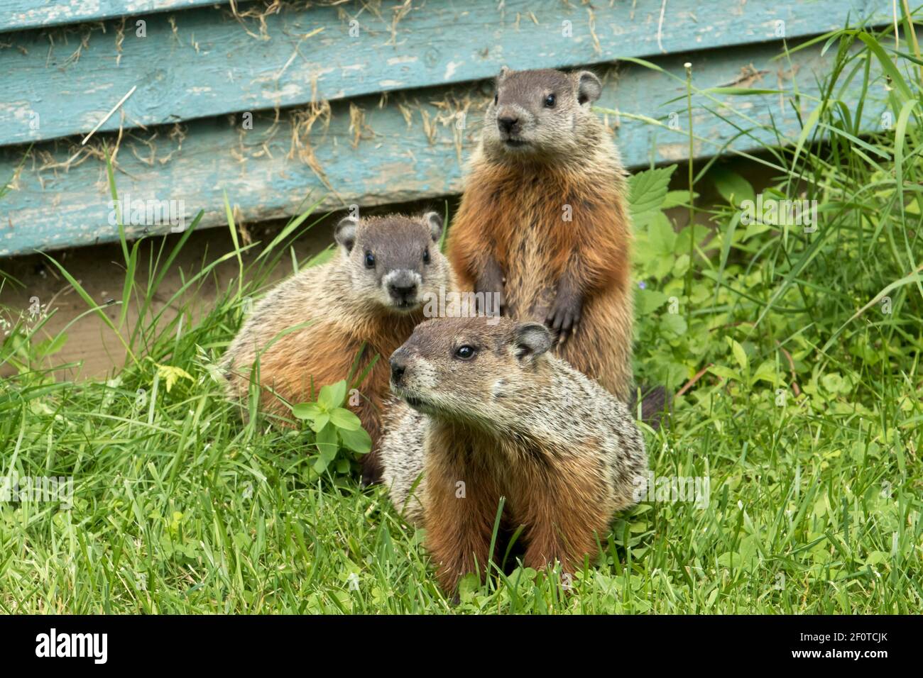 Woodchucks (Marmota), City of Saint Mathieu du Parc, Mauricie, Quebec, Canada Stock Photo Alamy