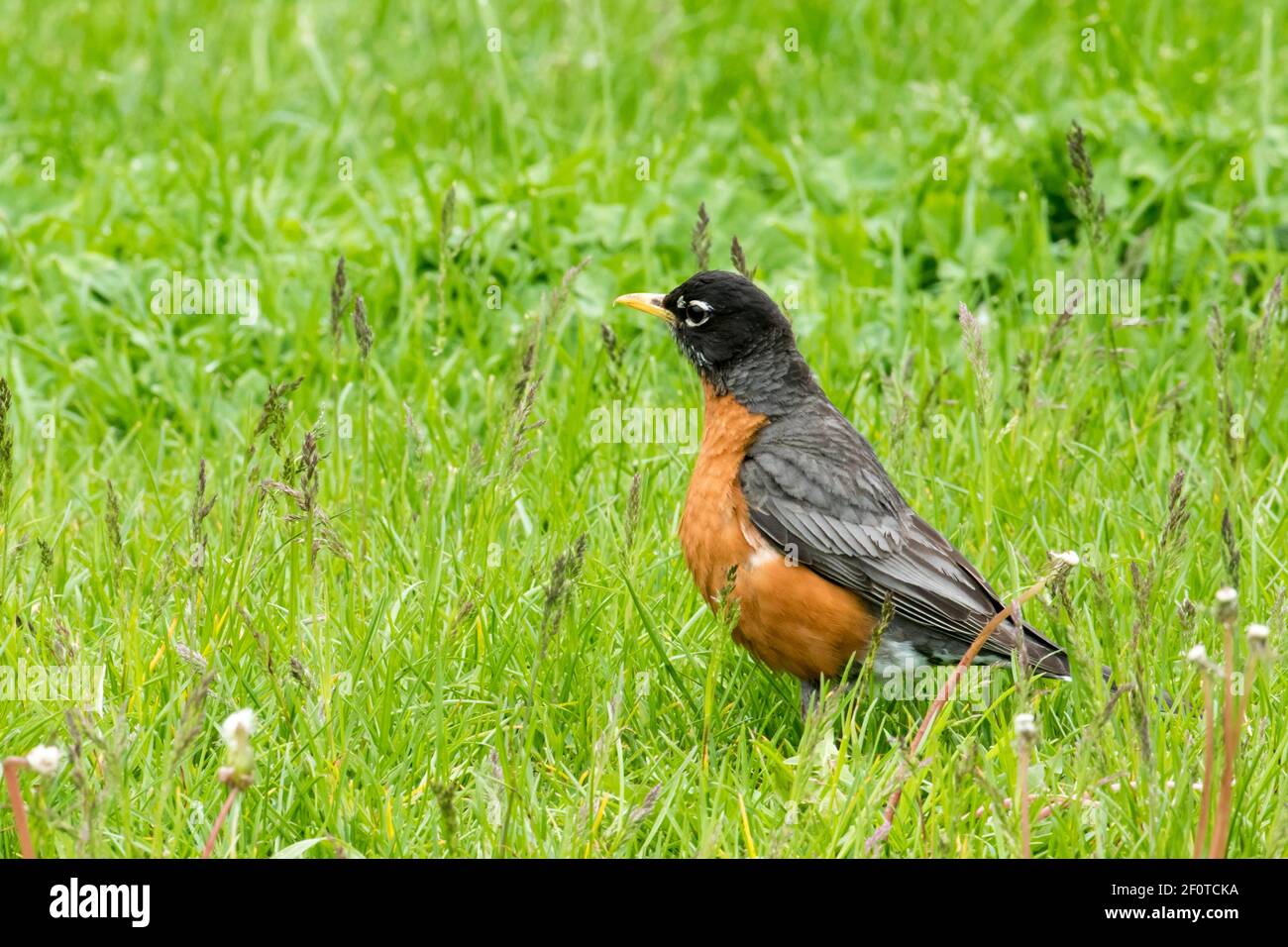 American robin, migratory thrushes (Turdus migratorius), songbirds, animals, birds, American robin, Forillon national park, Quebec, Canada Stock Photo