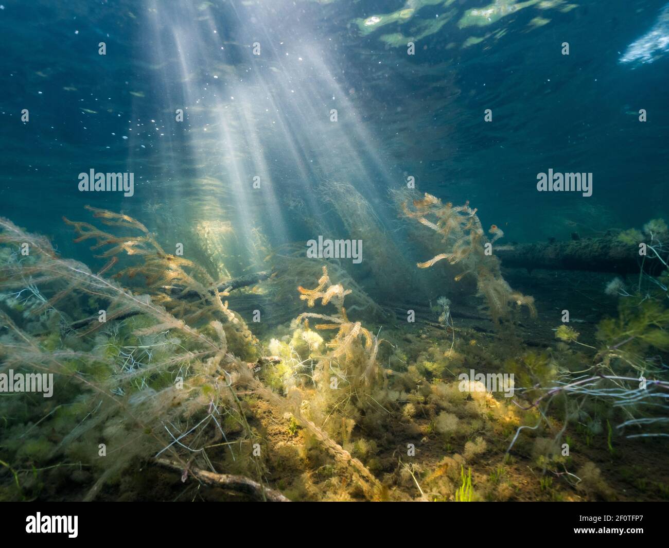 Sunbeams underwater over aquatic plants Stock Photo Alamy
