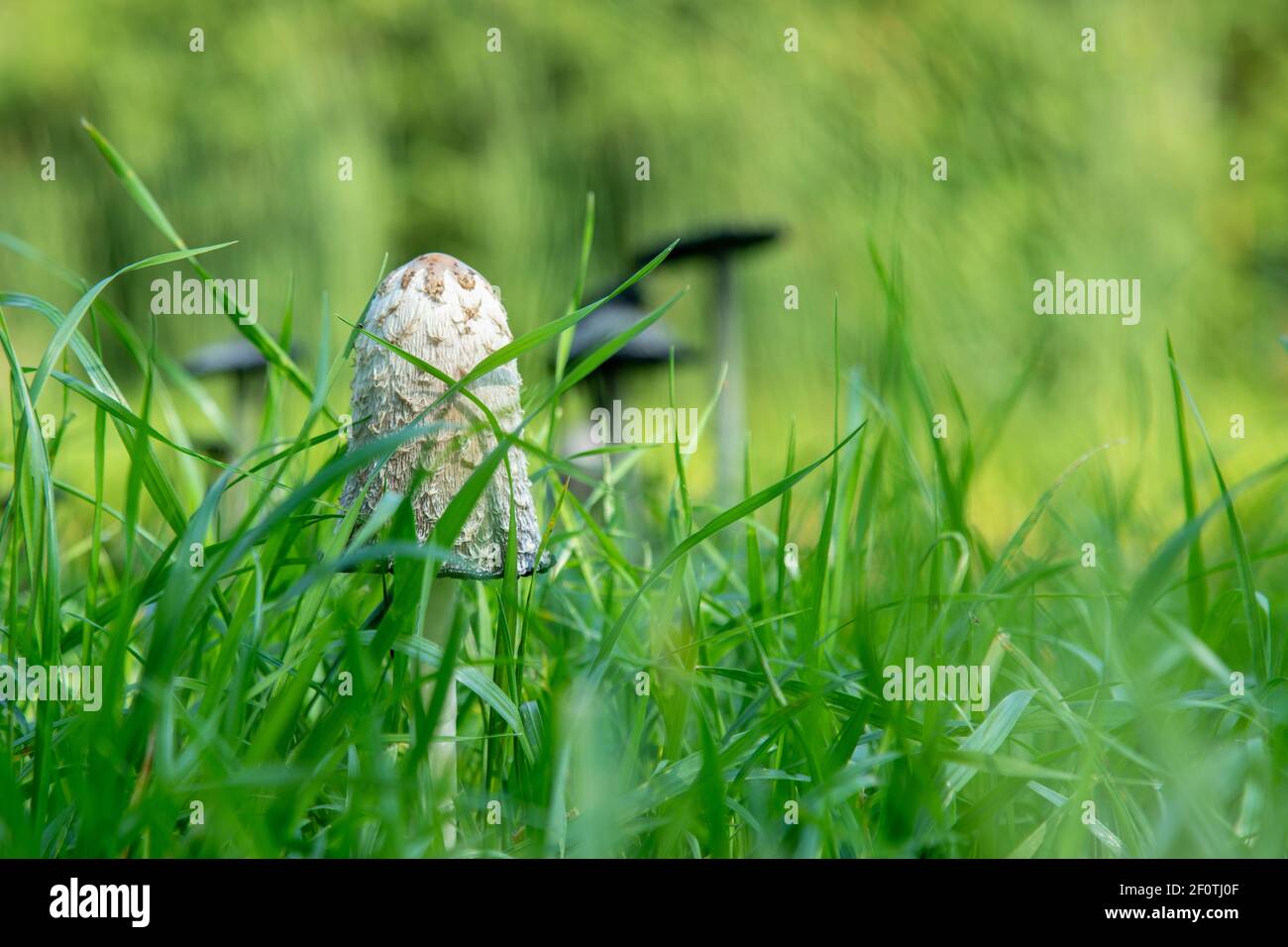 Group of edible mushrooms, Soprinus lat., in mature stage similar to toadstools in the grass, close up Stock Photo