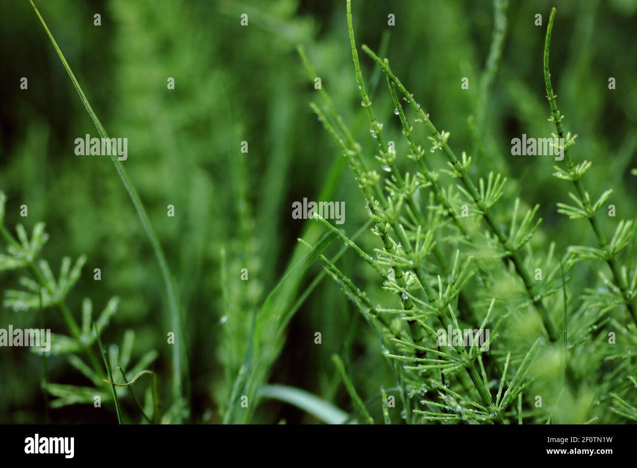 Wild grass with horsetail macro backdrop texture, closeup, copy space, environmental and wild nature wallpaper concept Stock Photo