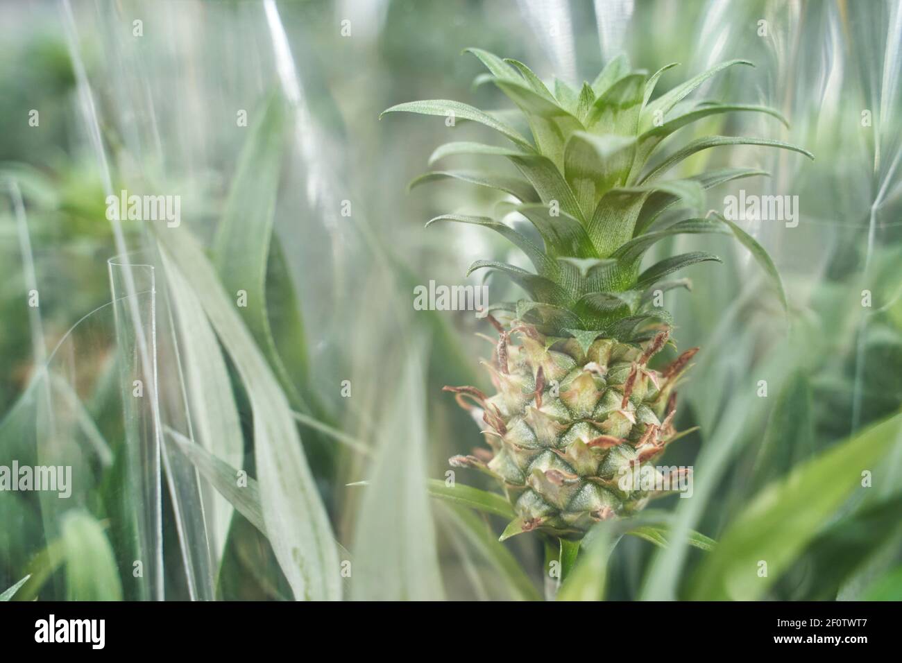Pineapple plantation queensland hires stock photography and images Alamy