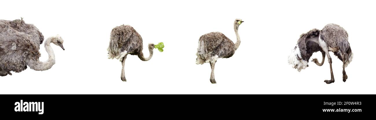 Ostrich at different times isolated on white background with clipping path. Copy space, no shadows. Stock Photo