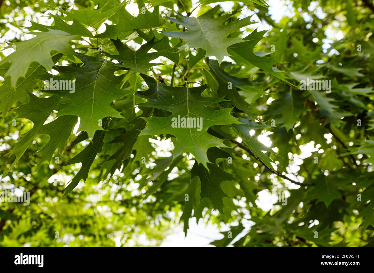 Oak branch with green leaves on a sunny day. Oak tree in spring. Blurred leaf background. Stock Photo