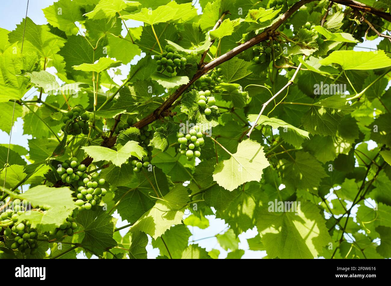 Bunch of young fresh green unripe grape fruit under soft sunlight in vineyard at the harvest season. Viticulture planting in organic winery farm to pr Stock Photo