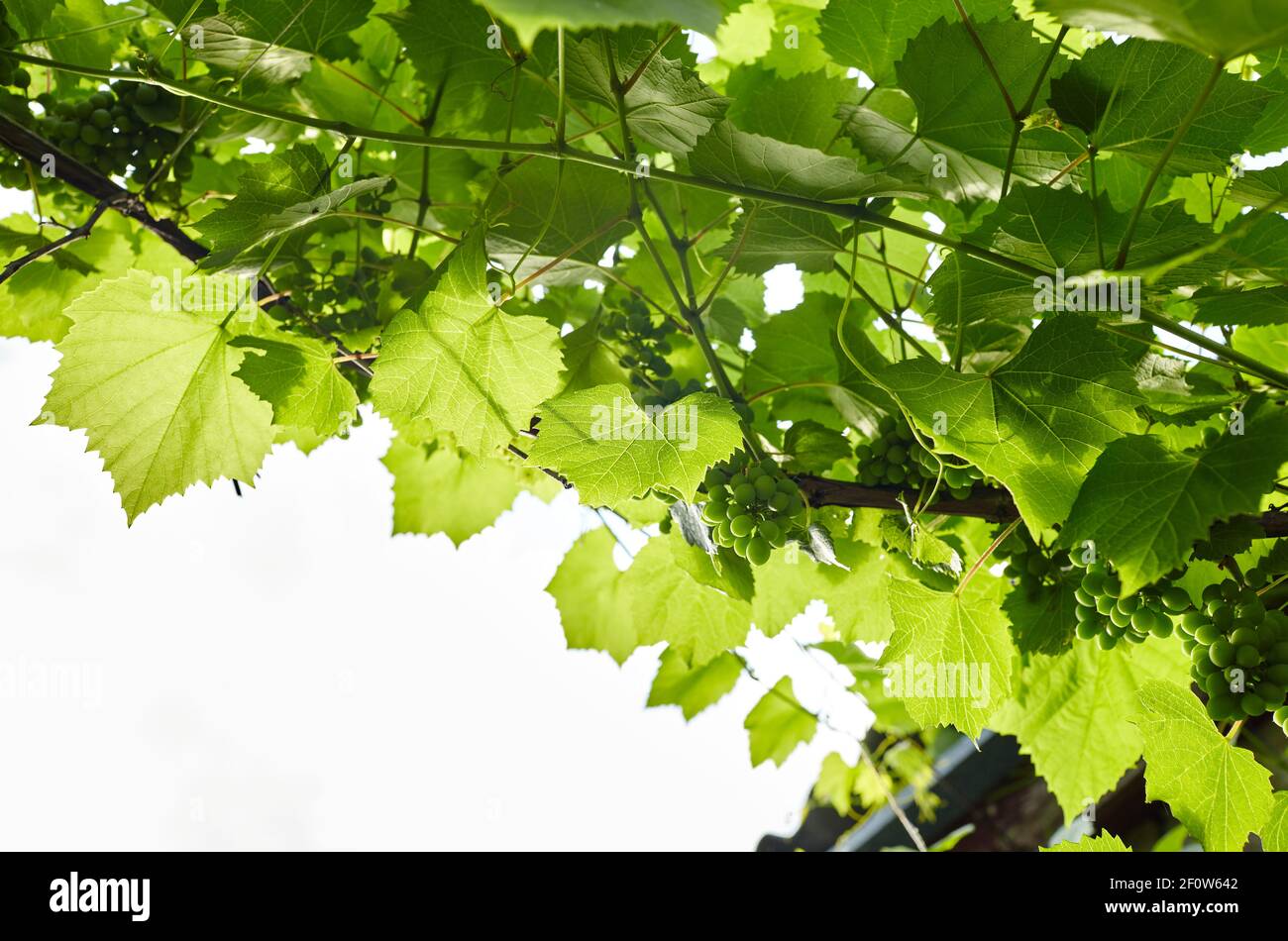 Bunch of young fresh green unripe grape fruit under soft sunlight in vineyard at the harvest season. Viticulture planting in organic winery farm to pr Stock Photo