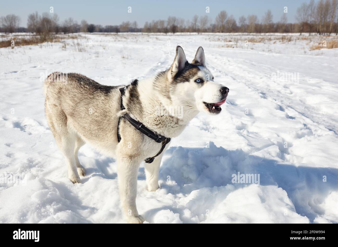 Arctic wolf dog blue eyes hi-res stock photography and images - Alamy