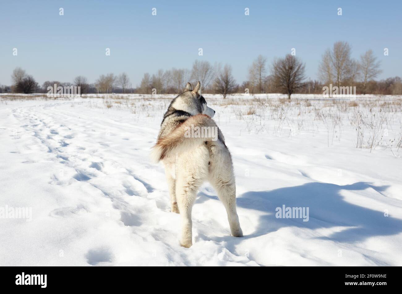 Husky dog stands in the snow and waiting for play. Siberian husky with ...