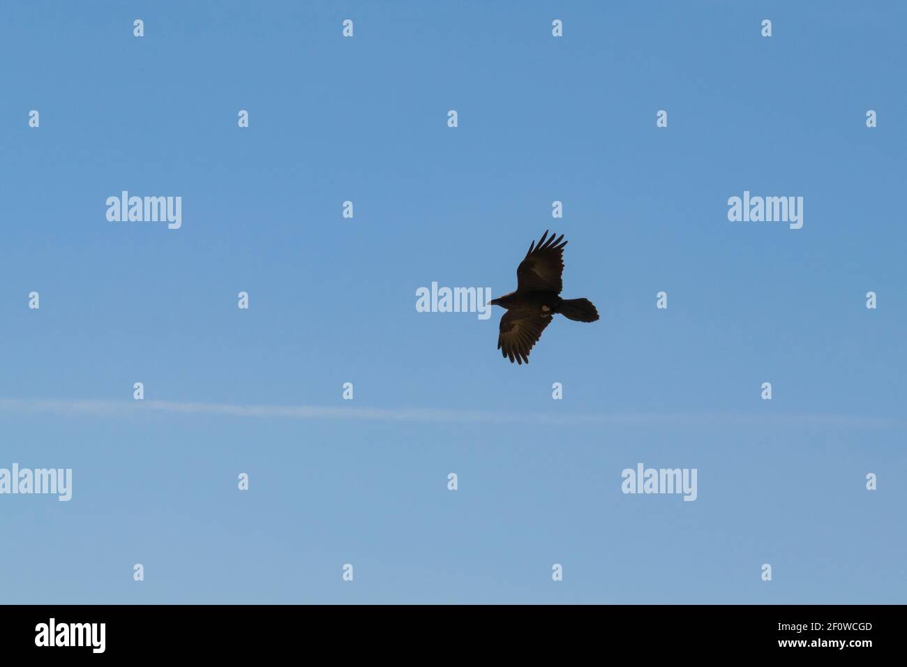 a brown necked raven soaring above a thin jet stream cloud at the Makhtesh Ramon crater in Israel with a clear blue sky background Stock Photo