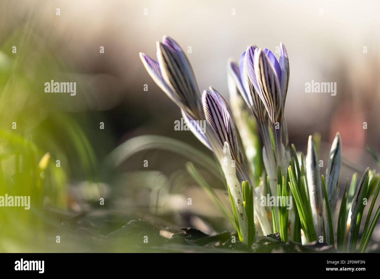 Blue violet crocus blooming on field, selective focus, blurred background with sun light. Springtime Stock Photo