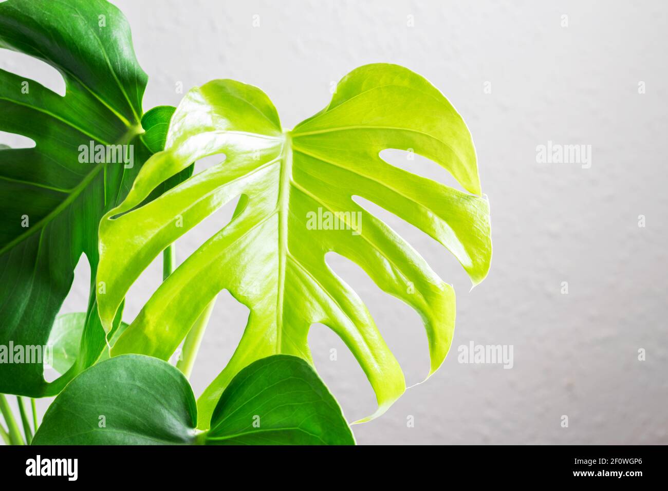 New fresh perforated leaf of tropical plant Monstera Deliciosa closeup.  Home gardening, plant care concept Stock Photo - Alamy